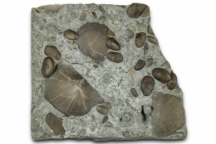 Plate of Fossil Brachiopods and Ostracods - Tennessee #325727